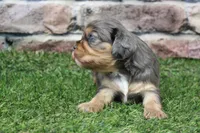 Frankie , a male Cavalier King Charles Spaniel for sale in Maurice, IA – 4 of 8