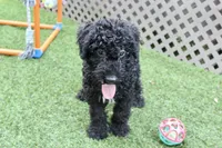Zeke, a male Kerry Blue Terrier for sale in Maurice, IA – 5 of 7