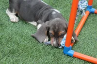 Frankie , a male Basset Hound for sale in Maurice, IA – 4 of 9