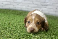 Milo, a male Miniature Dachshund for sale in Maurice, IA – 4 of 6