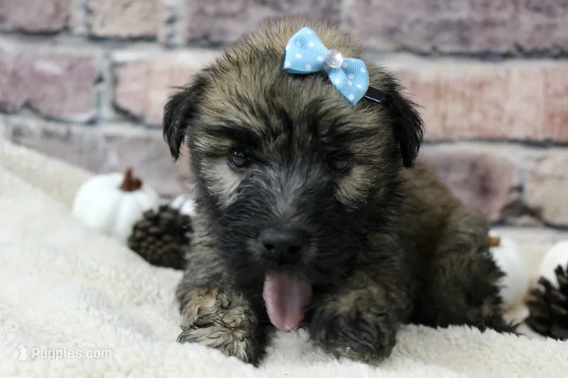Apollo – Soft Coated Wheaten Terrier puppy for sale in Maurice, IA