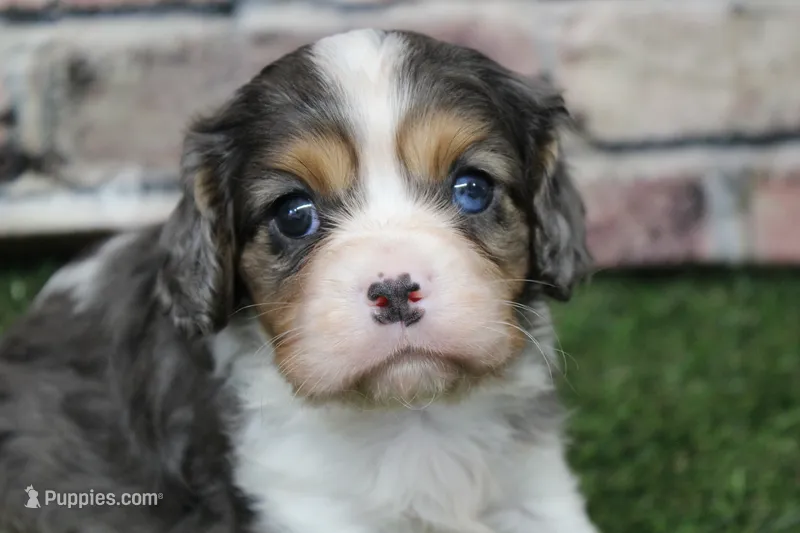 Ryder  – Cavalier King Charles Spaniel puppy for sale in Maurice, IA