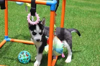 Smokey , a male Siberian Husky for sale in Maurice, IA – 4 of 7