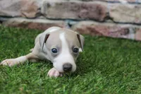 Jade , a female Italian Greyhound for sale in Maurice, IA – 6 of 6