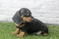 Dallas, a male Miniature Dachshund for sale in Maurice, IA – 2 of 7