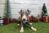 Dallas, a male Italian Greyhound for sale in Maurice, IA – Photo 3 of 4