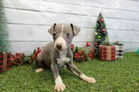 Dallas, a male Italian Greyhound for sale in Maurice, IA – Photo 4 of 4