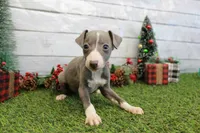 Dallas, a male Italian Greyhound for sale in Maurice, IA – Photo 2 of 4