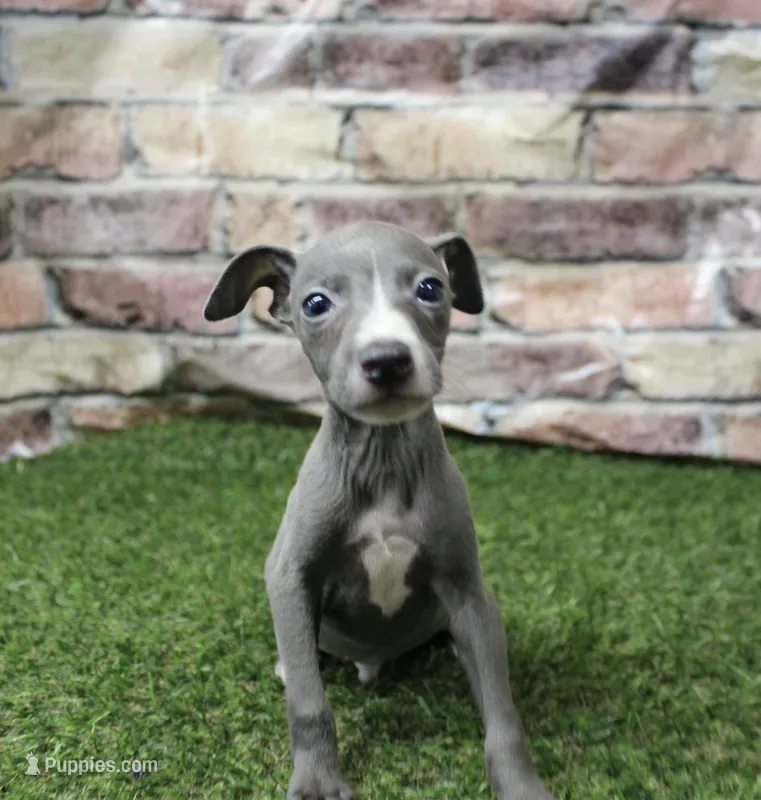 Ranger  – Italian Greyhound puppy for sale in Maurice, IA