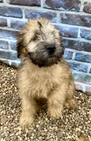 Milo, a male Soft Coated Wheaten Terrier for sale in Maurice, IA – Photo 3 of 5