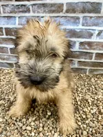 Milo, a male Soft Coated Wheaten Terrier for sale in Maurice, IA – Photo 4 of 5