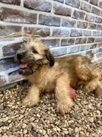 Milo, a male Soft Coated Wheaten Terrier for sale in Maurice, IA – Photo 1 of 5
