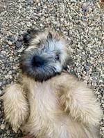 Milo, a male Soft Coated Wheaten Terrier for sale in Maurice, IA – Photo 5 of 5
