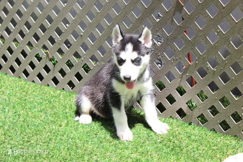 Mable  – Siberian Husky puppy for sale in Maurice, IA