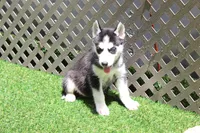 Mable , a female Siberian Husky for sale in Maurice, IA – 1 of 6
