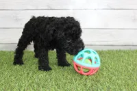 Peaches, a female Kerry Blue Terrier for sale in Maurice, IA – 5 of 7