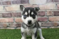 Honey, a female Alaskan Klee Kai for sale in Maurice, IA – 8 of 8