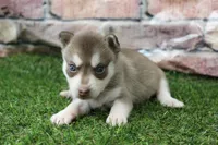 Willow , a female Alaskan Klee Kai for sale in Maurice, IA – 6 of 7
