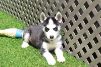 Smokey , a male Siberian Husky for sale in Maurice, IA – 7 of 7