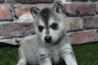Baxter , a male Alaskan Klee Kai for sale in Maurice, IA – 9 of 10