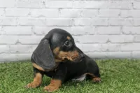 Dallas, a male Miniature Dachshund for sale in Maurice, IA – 3 of 7