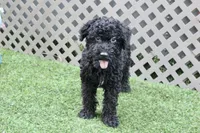 Eddie , a male Kerry Blue Terrier for sale in Maurice, IA – 1 of 10