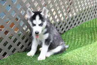 AJ, a male Siberian Husky for sale in Maurice, IA – 4 of 6