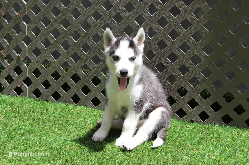 Nika – Siberian Husky puppy for sale in Maurice, IA