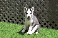 Nika, a female Siberian Husky for sale in Maurice, IA – 1 of 5