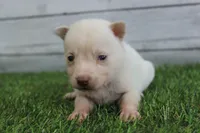 Luna, a female Alaskan Klee Kai for sale in Maurice, IA – 6 of 10