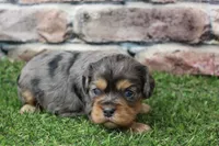 Frankie , a male Cavalier King Charles Spaniel for sale in Maurice, IA – 2 of 8