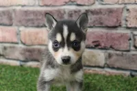 Bear , a male Alaskan Klee Kai for sale in Maurice, IA – 3 of 7
