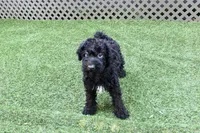 Hank , a male Kerry Blue Terrier for sale in Maurice, IA – 6 of 10