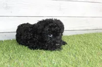 Peaches, a female Kerry Blue Terrier for sale in Maurice, IA – 4 of 7