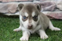 Willow , a female Alaskan Klee Kai for sale in Maurice, IA – 2 of 7