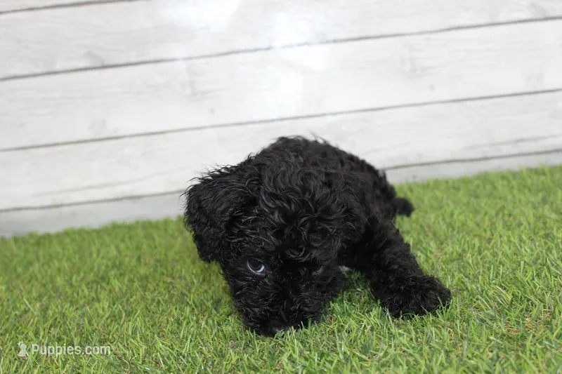 Honey – Kerry Blue Terrier puppy for sale in Maurice, IA