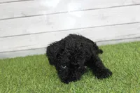 Honey, a female Kerry Blue Terrier for sale in Maurice, IA – 1 of 10