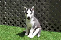 Nika, a female Siberian Husky for sale in Maurice, IA – 4 of 5