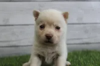Bella, a female Alaskan Klee Kai for sale in Maurice, IA – 2 of 7