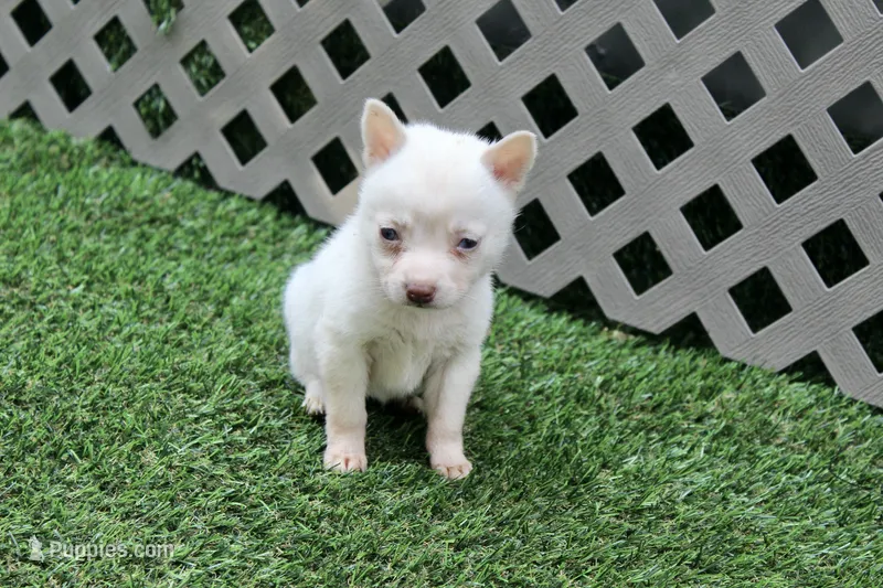 Luna – Alaskan Klee Kai puppy for sale in Maurice, IA