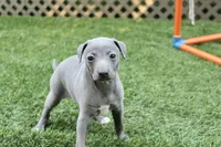 Rosie , a female Italian Greyhound for sale in Maurice, IA – 2 of 5