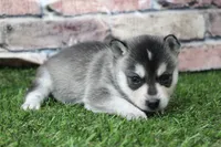 Sophie , a female Alaskan Klee Kai for sale in Maurice, IA – 2 of 8