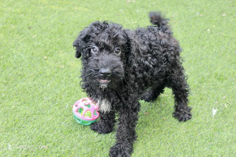 Hank  – Kerry Blue Terrier puppy for sale in Maurice, IA