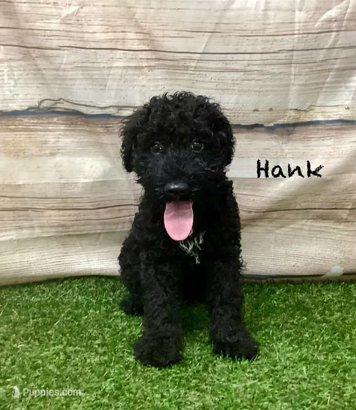 Hank  – Kerry Blue Terrier puppy for sale in Maurice, IA