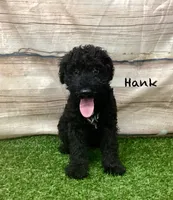 Hank , a male Kerry Blue Terrier for sale in Maurice, IA – 2 of 10
