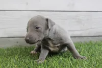 Hazel , a female Italian Greyhound for sale in Maurice, IA – 4 of 4
