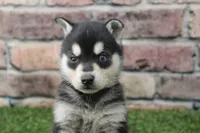 Leo , a male Alaskan Klee Kai for sale in Maurice, IA – 4 of 8