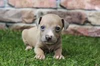 Misty , a female Italian Greyhound for sale in Maurice, IA – 4 of 6