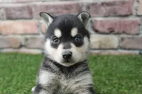 Leo , a male Alaskan Klee Kai for sale in Maurice, IA – 2 of 8