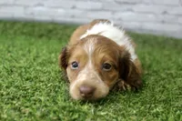 Milo, a male Miniature Dachshund for sale in Maurice, IA – 3 of 6